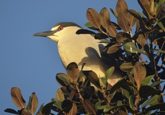 Nycticorax nycticorax