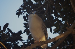 Nycticorax nycticorax