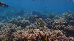 Chaetodon ulietensis