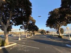 Nycticorax nycticorax