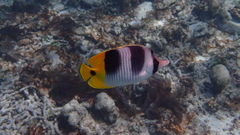 Chaetodon ulietensis