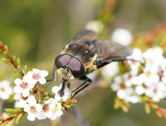 Tabanomorpha