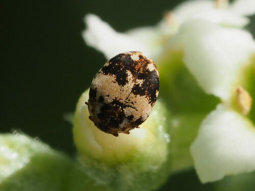Furniture Carpet Beetle photo 6