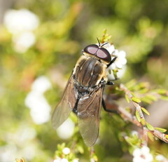 Tabanomorpha