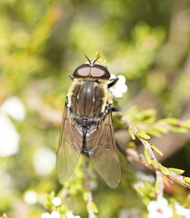 Tabanomorpha