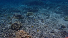 Chaetodon ulietensis