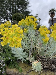 Euphorbia rigida