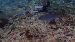 Kyphosus cinerascens