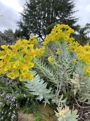 Euphorbia rigida