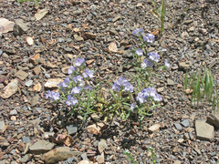 Phacelia linearis