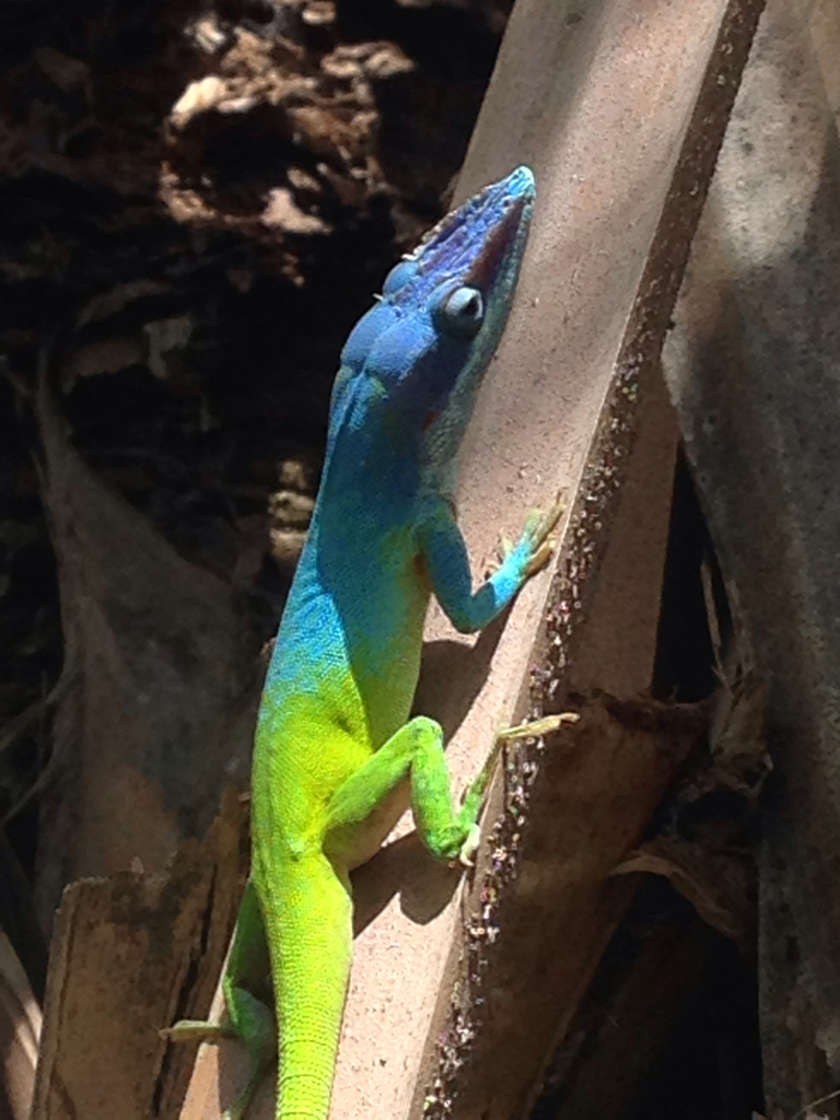 Allison's Anole (Herps of Eastern Cuba) · iNaturalist