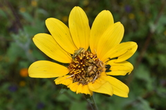 Euphoria subtomentosa