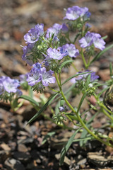 Phacelia linearis