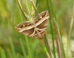 Chrysolarentia conifasciata