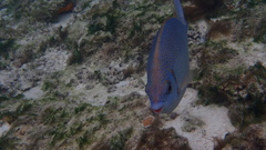 Kyphosus cinerascens