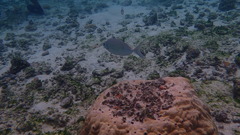 Kyphosus cinerascens