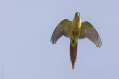 Pyrrhura frontalis