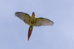 Pyrrhura frontalis