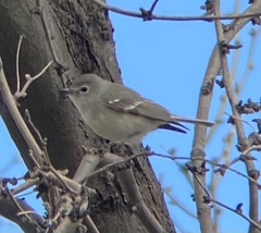 Vireo plumbeus