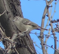 Vireo plumbeus
