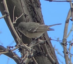 Vireo plumbeus
