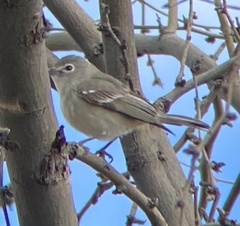 Vireo plumbeus