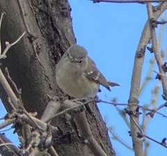 Vireo plumbeus