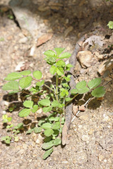 Drymocallis deseretica