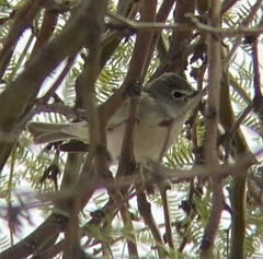 Vireo plumbeus