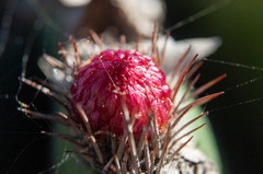 Pachycereus pecten-aboriginum