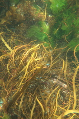 Cystophora moniliformis