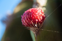 Pachycereus pecten-aboriginum