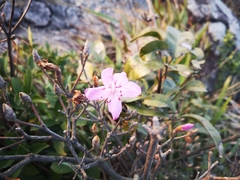 Rhododendron farrerae