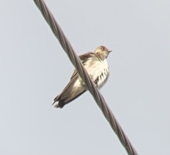 Stelgidopteryx serripennis