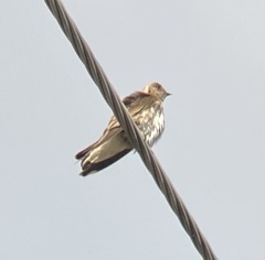 Stelgidopteryx serripennis