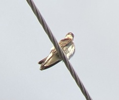 Stelgidopteryx serripennis