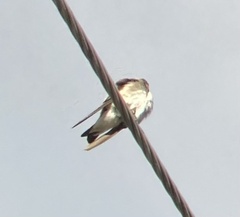 Stelgidopteryx serripennis
