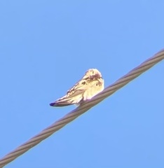 Stelgidopteryx serripennis