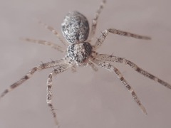 Philodromus longipalpis