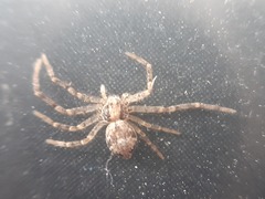 Philodromus longipalpis