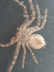 Philodromus longipalpis