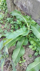 Rumex japonicus