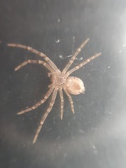 Philodromus longipalpis