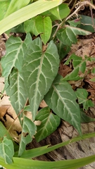 Reynoutria multiflora