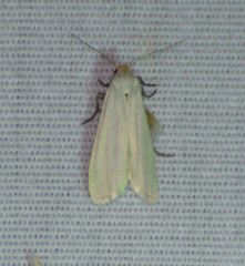 Pygarctia flavidorsalis