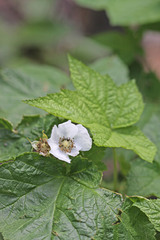 Rubus parviflorus