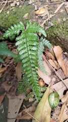 Arachniodes aristata