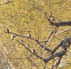 Stelgidopteryx serripennis