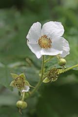 Rubus parviflorus