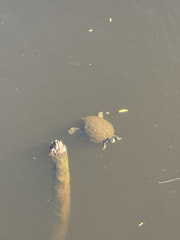 Pseudemys peninsularis